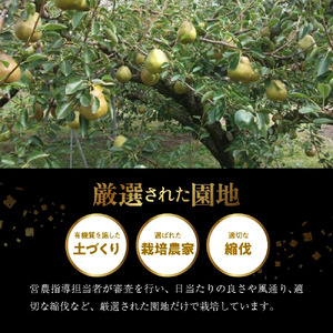 スーパー ラ・フランス 3kg 洋梨 フルーツ 果物 山形 08-01-065