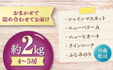 【先行予約】【2026年8月中旬から9月中旬にかけて順次発送】 ぶどう 4から5房 約2kg 詰め合わせ セット 愛媛県大洲市/有限会社西山青果　フルーツ 果物 ぶどう ピオーネ[AGAR023]