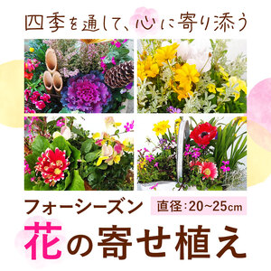 【6ヶ月定期便】フォーシーズン お花の寄せ植え 直径20～25cm Fleurbranch 《申込みの翌月出荷》熊本県 菊池市 定期便 花 鉢花 鉢植え 観葉植物 植物 インテリア ガーデン 雑貨