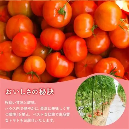 京都府産 トマト 約4kg(12～30個)産地直送【配送不可地域：離島】【1710056】