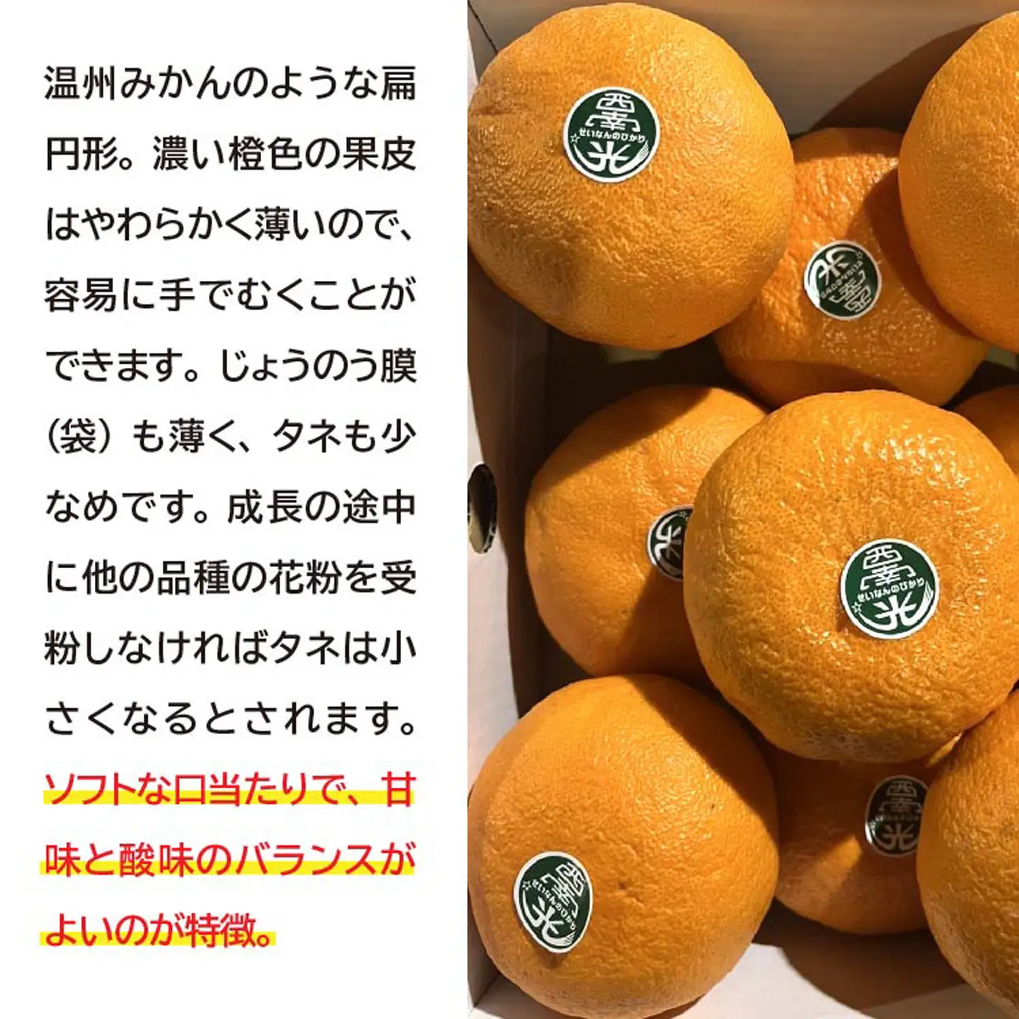 【数量限定】西南の光 2.5kg（化粧箱入り）みかん 柑橘 _c-137