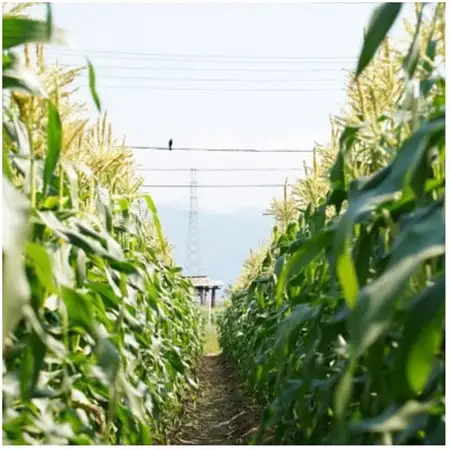 【山梨県南部町産】品種おまかせ!!朝採りとうもろこし20本　※ご家庭用【配送不可地域：離島】【1714751】