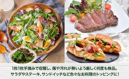手摘み ミックスベビーリーフ 50g 5袋 ベビーリーフ 野菜 ヤサイ 旬の野菜 葉物野菜 生野菜 ハーブ 緑 彩り 柔らかい 手軽 サラダ サンドイッチ トッピング アクセント はーとふる農園 国産 冷蔵 送料無料 蓮田市 埼玉県