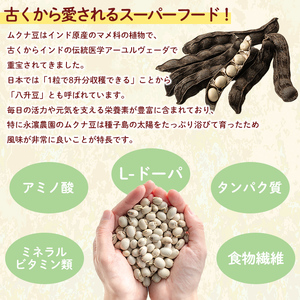 n428 ムクナ豆 200g 八升豆 ハッショウ豆 【永濱農園】