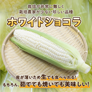【先行予約】白いとうもろこし奥州ペルル(ホワイトショコラ) 5本【数量限定： 離島配送不可】[T0028]