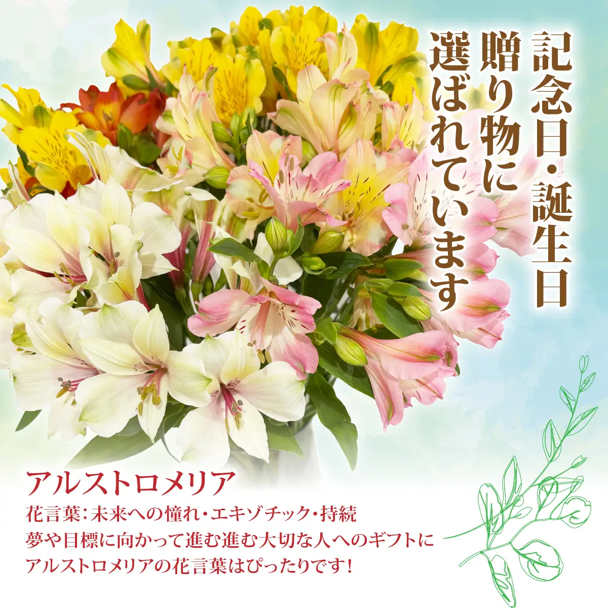 アルストロメリアの花束(30本) NABL001