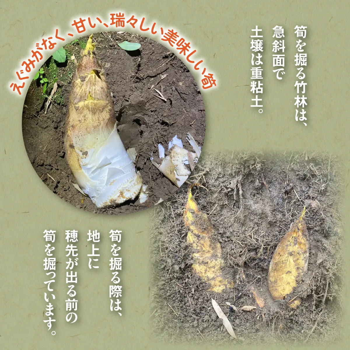 【2027年先行予約】江澤さん家の朝掘り白たけのこ W05402