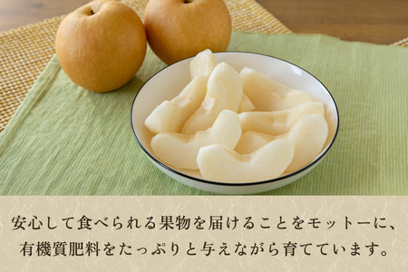 【2026年先行予約】【贈答用】和梨 新興 3kg（5～6玉）《10月中旬～順次出荷》 しんこうなし 果物 フルール ナシ 新潟産 加茂市 入江果樹園 