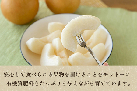 【2026年先行予約】【家庭用】和梨 新興 3kg（5～6玉）《10月中旬～順次出荷》 しんこうなし 果物 フルール ナシ 新潟産 加茂市 入江果樹園 