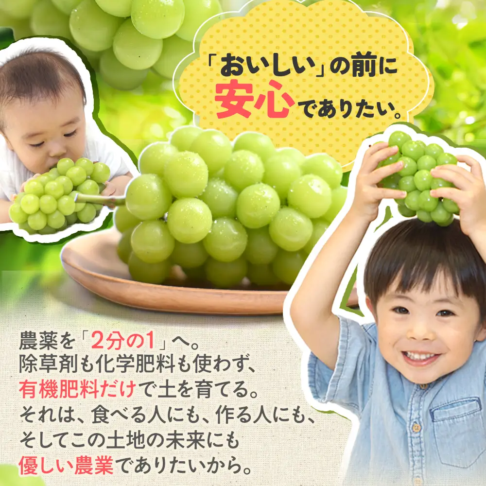 【2026年／令和8年発送】樹上完熟シャインマスカット（特別栽培）1.2㎏／2房