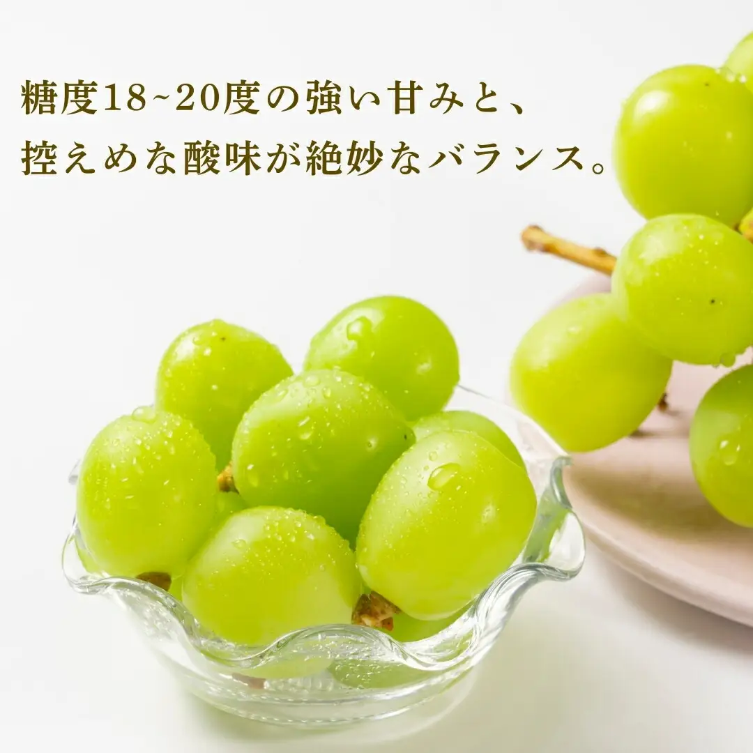 【2026年先行予約】朝採り シャインマスカット 約900g 2房 | シャインマスカット 千曲市 長野県産 信州