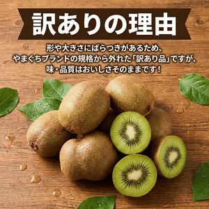 【先行予約】阿武町産 キウイ 訳ありヘイワード（15kg） 山口県産 国産 数量限定 フルーツ 家庭用