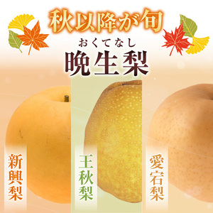 【2026年産】先行予約 梨 晩生梨 （ 新興梨 王秋梨 愛宕梨 のいずれか ） 5kg 7～13玉 【令和8年10月中旬以降発送予定】 フルーツ 果物  12-24