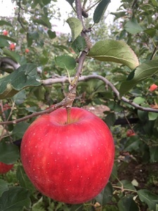 白州のジュースとジャムセット [h334]