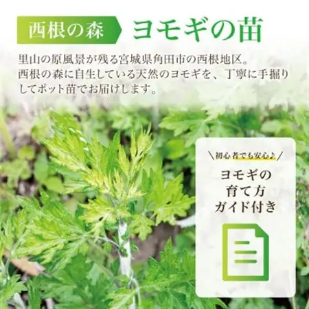 天然採取【西根の森】ヨモギ苗 12本セット(ポット苗)国産山菜苗【1697542】