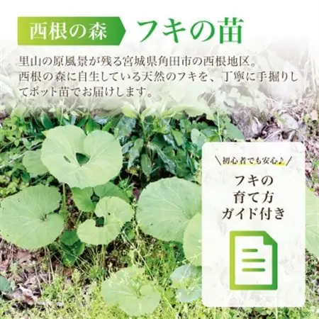 天然採取【西根の森】フキの苗 12本セット(ポット苗)国産山菜苗【1697543】