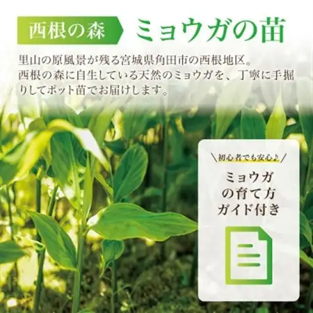 天然採取【西根の森】ミョウガ苗 12本セット(ポット苗)国産山菜苗【1697544】