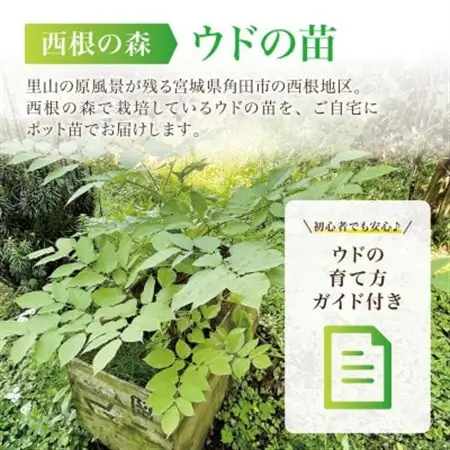 【西根の森】ウドの苗 12本(ポット苗)国産山菜苗【1697549】