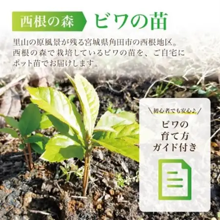 【西根の森】ビワの苗 2本(ポット苗)国産【1697551】