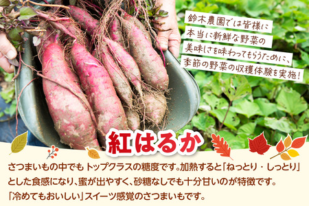 【期間限定】さつまいも収穫体験（1グループ分）
