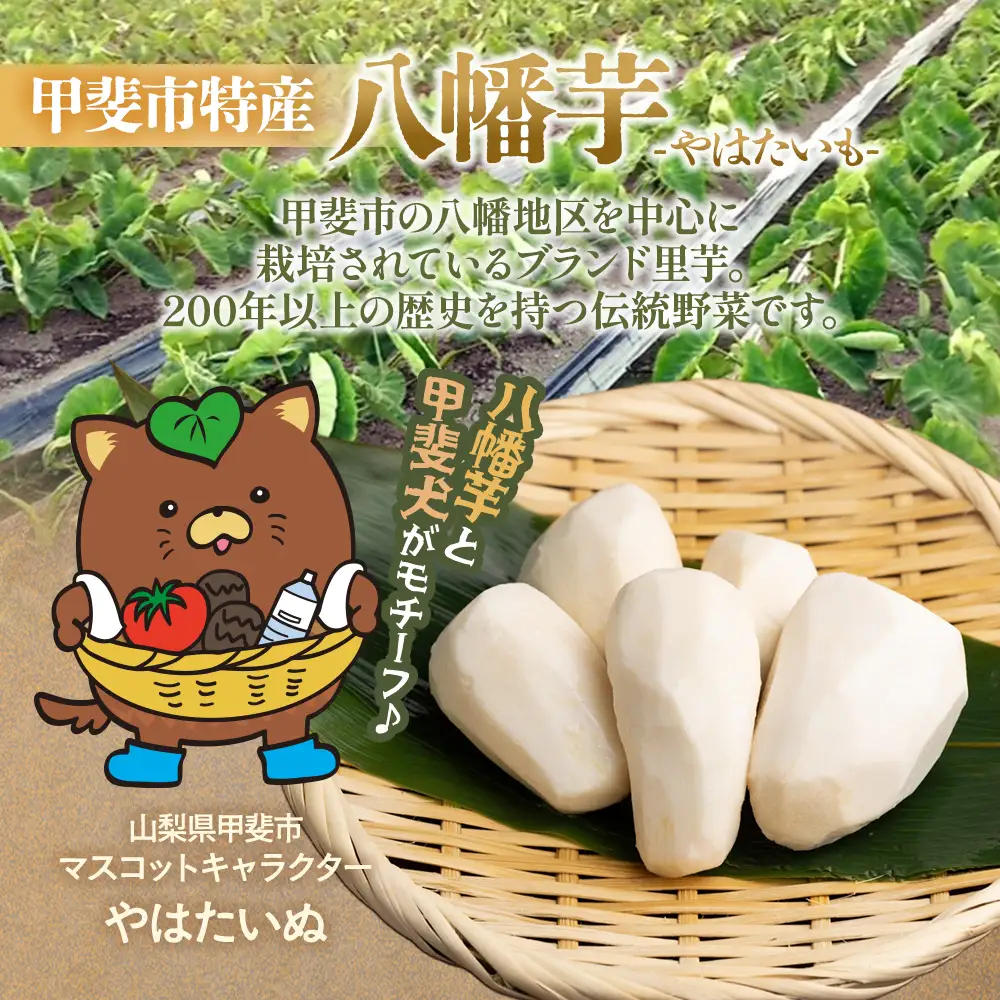 【先行予約】甲斐市産 八幡芋 Lサイズ 1.0kg  里芋 いも ミクニ農園