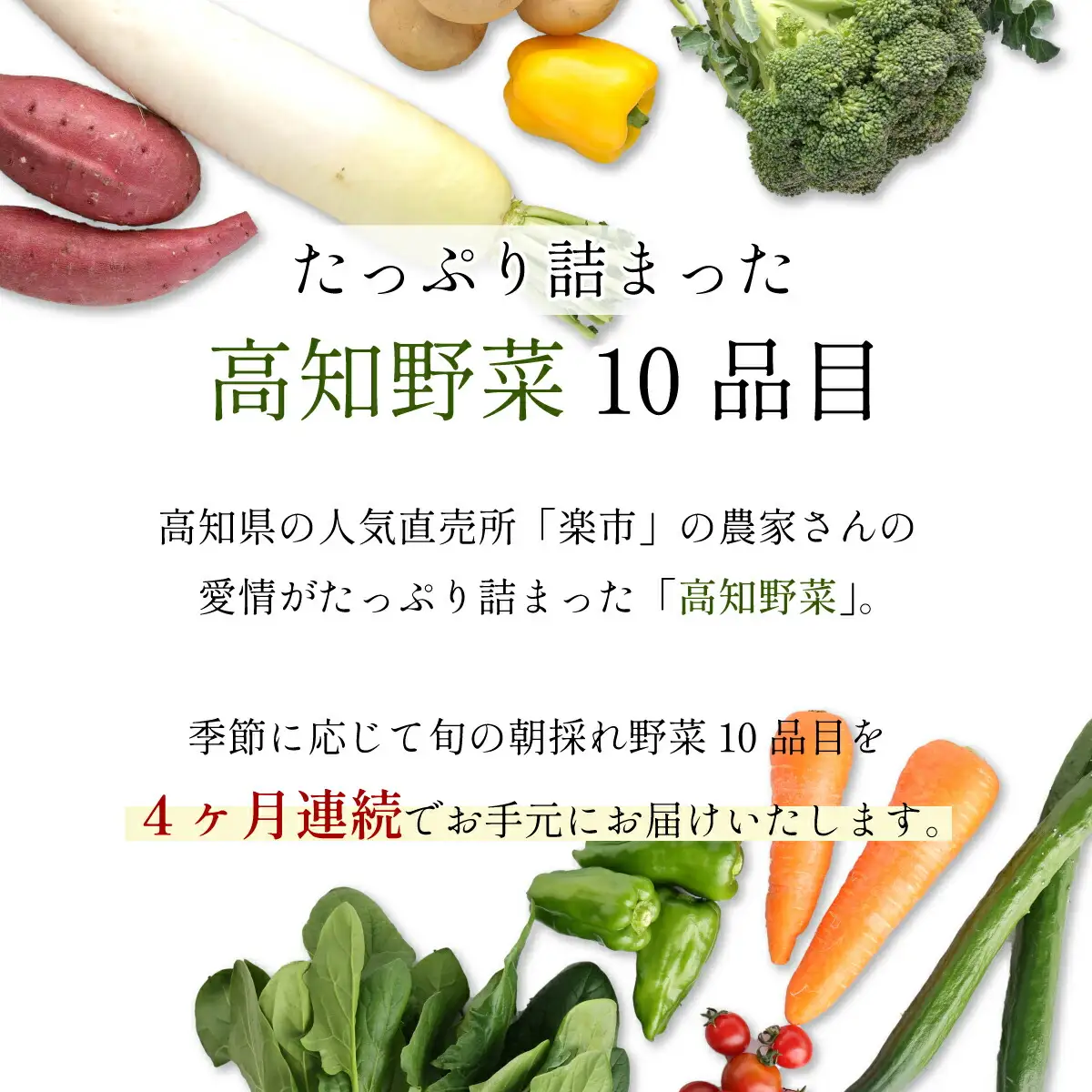 朝どれ野菜１０品目【４ヶ月連続定期便】～新型コロナ支援 野菜 定期便 詰め合わせ 頒布会