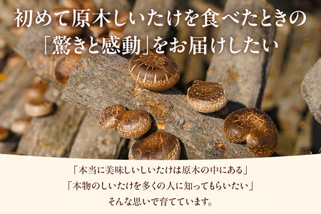 【先行予約：26年10月～発送】東浦町産 原木栽培生しいたけ（約1kg）