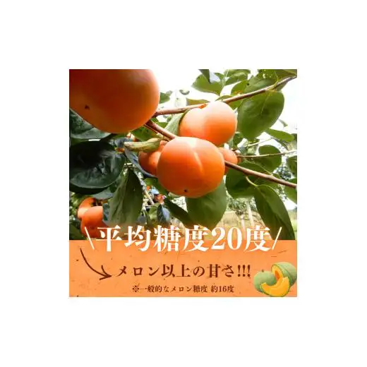 早秋柿・太雅柿・太秋柿　早生柿3種食べ比べセット（茨城県共通返礼品・かすみがうら市産) / 柿 カキ かき 早秋柿 太雅柿 太秋柿 食べ比べ 果物 フルーツ 3.5kg 果物 フルーツ 産地直送 ギフト 贈答 利根町