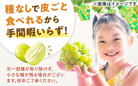【2回定期便】シャインマスカット2回定期便 広川町 / JAふくおか八女農産物直売所どろや[AFAB092]