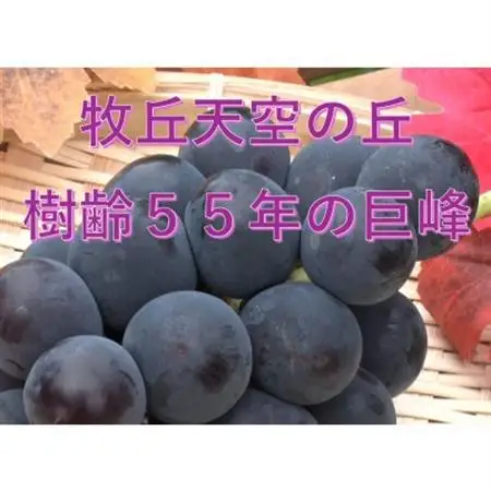 【2026年発送】「牧丘天空の丘ブランド　巨峰+クイーンニーナ」約1kg(2～3房)【配送不可地域：離島】【1714391】