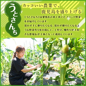＜先行予約受付中！2026年5月上旬以降順次発送予定＞ ヤングコーン (50本) 国産 野菜 ヤングコーン 鹿児島県産 阿久根市産 天ぷら フライ 中華炒め 肉巻き 【うとさんち】akn067-18