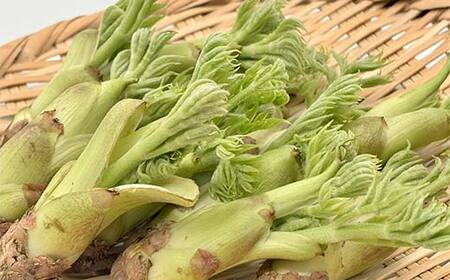 山菜の王様 鏡石の自然の恵み タラの芽 約300g（約50g×6） 山菜 野菜 食品 F6Q-468