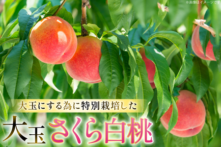 【期間限定発送】 桃 さくら白桃 極みの大玉 500g以上 2玉 [東城農園 山形県 高畠町 tk06ayt370006]