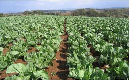 高菜漬 3種 食べ比べ セット 6パック 高菜漬一筋 【前田食品工業】 辛子めんたい高菜 葉がくれ 辛子高菜 漬物 高菜 F10-49