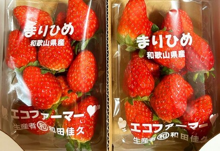 紀州和歌山ブランドいちご「まりひめ」約280g×2p 【2027年1月上旬頃〜3月上旬頃に順次発送】【Z-uot759】 