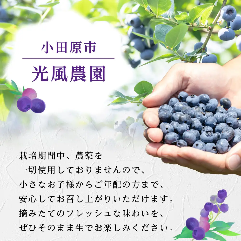 【農薬不使用】 手摘み生ブルーベリー 400g
