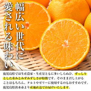 ≪数量・期間限定≫いずみ産 竹ん子山のしらぬひ 約3kg しらぬい 不知火 柑橘 みかん フルーツ 【イーサイドライン】 i1339