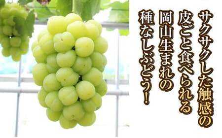 桃太郎ぶどう 2～3房（合計約1.3kg）果物 ぶどう フルーツ スッキリ 種なし 大粒 人気 皮ごと 美味しい【2026年9月上旬～9月下旬発送予定】