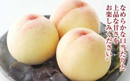 白桃 5玉（合計約1.3kg）果物 デザート スイーツ フルーツ 果肉 美味しい 甘い 柔らかい 上品【2026年7月上旬～7月下旬迄順次発送予定】