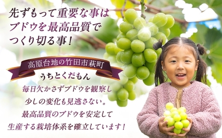【うちとくだもん】 のこだわりぶどう ぶどう 4種食べ比べセット 各1房 計4房 約2kg 【2026年10月上旬～11月下旬まで順次発送予定】