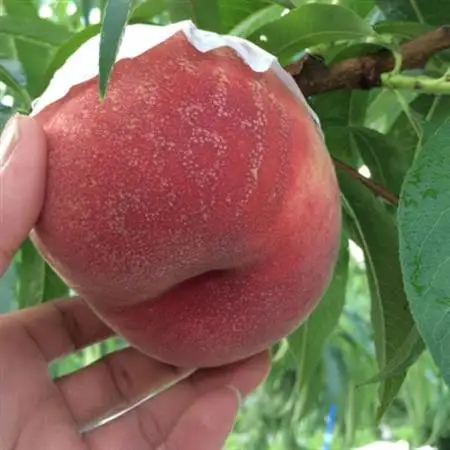【むっちり高糖度夏の甘味王　嶺鳳】本場山梨の品種指定キャンペーンお試し約1kg　7月上旬より順次発送【配送不可地域：離島・北海道・沖縄県・中国・四国・九州】【1704723】