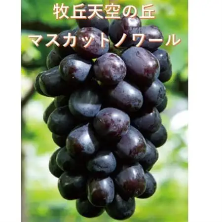 【2026年発送】超希少　牧丘天空の丘ブランド「シャインマスカットファミリーバラエティーセット」【配送不可地域：離島】【1708288】