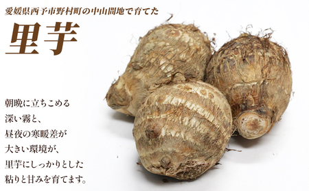 先行予約＜朝霧育ちのねっとり里芋 約1kg＞野菜 やさい さといも サトイモ 国産里芋 愛媛県産 野村町 ねっとり 粘り ほくほく もちもち 新鮮 煮物 家庭用 料理用 冬野菜 期間限定 数量限定 ノムランド 愛媛県 西予市【常温】『2026年12月頃より順次出荷予定』NNM0011