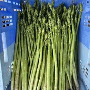 朝採れ直送 すいーとアスパラ（規格外品） 2kg