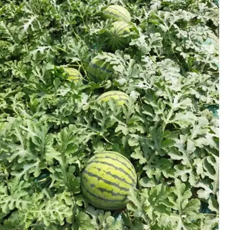 【阿見町共通返礼品】茨城県阿見町産大玉すいか(羅王ザ・スイート)3L(1玉)1箱8～9kg【1713059】