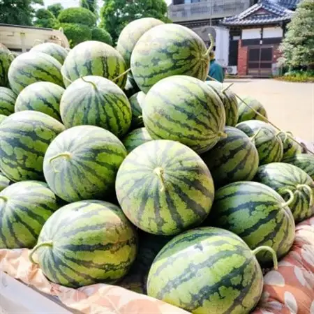 【阿見町共通返礼品】茨城県阿見町産大玉すいか(羅王ザ・スイート)4L(1玉)1箱9～10kg【1713065】