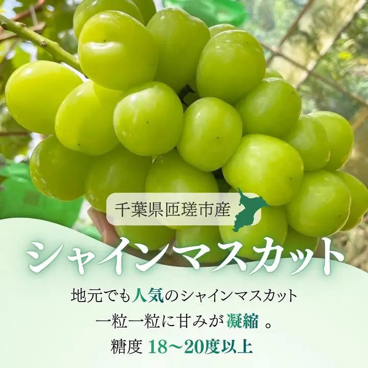 シャインマスカット　1.2kg（2～3房）ぶどう ブドウ 葡萄 シャインマスカット 果物 くだもの フルーツ 1.2kg カクタファーム 朝採り 産地直送 産直 期間限定 千葉県 匝瑳市