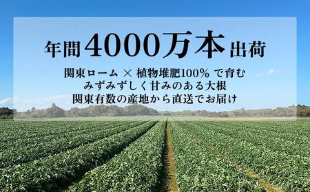 大根 8本 銚子産 【11月~6月上旬頃発送】 大根