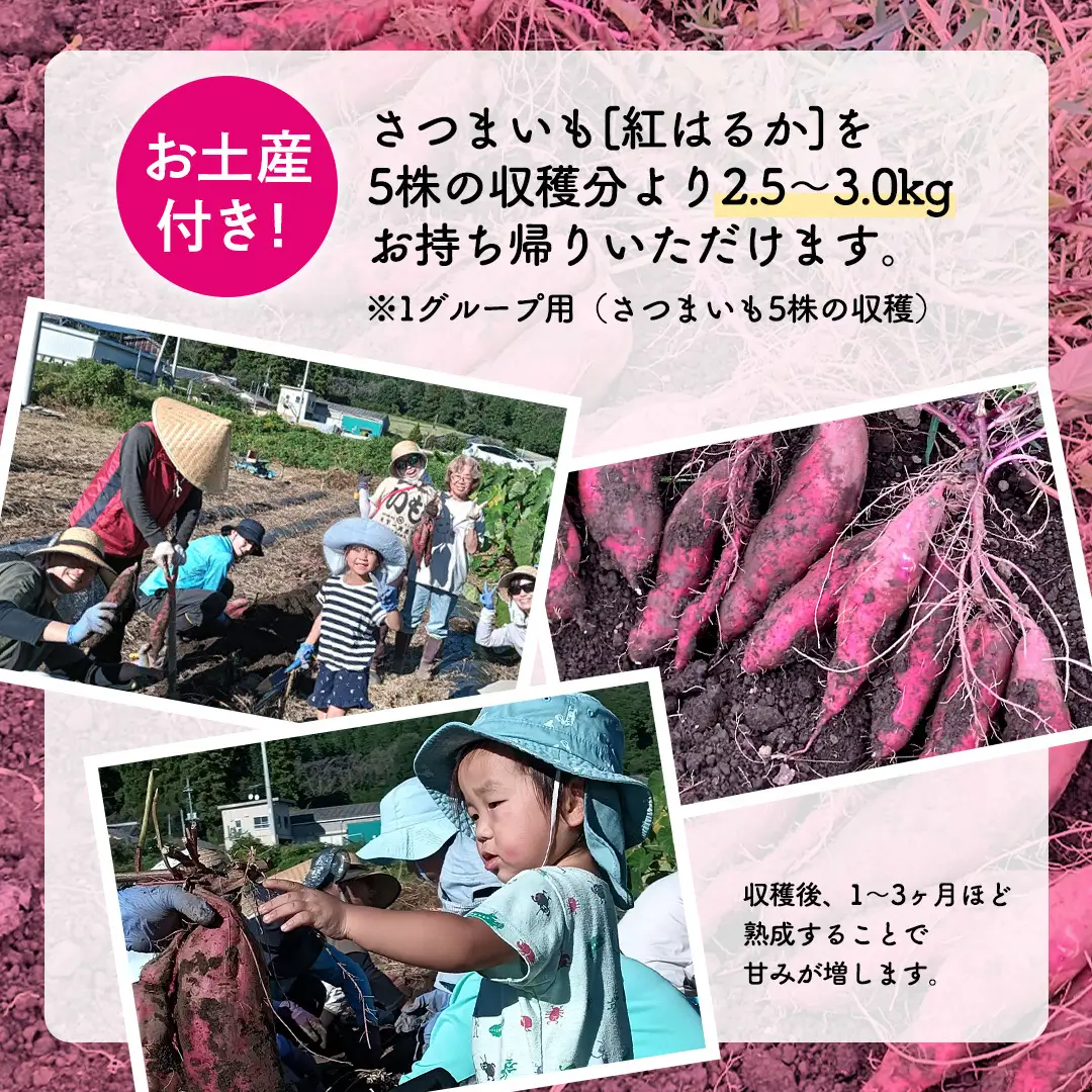 さつまいも [ 紅はるか ] 収穫 体験チケット 《お土産付き》 ｜ 収穫 収穫体験 体験 チケット 招待券 レジャー 観光 旅行 ふれあい お土産 おみやげ 持ち帰り 自然 農業体験 [DZ020sa]
