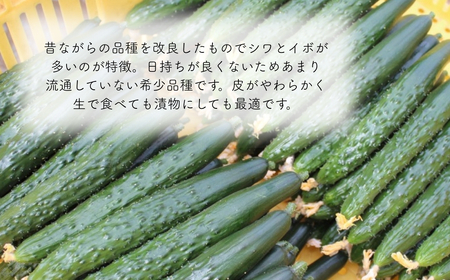 四川きゅうり 1.5kg 本田農園 野菜 ギフト | 石川県 小松市 本田農園
